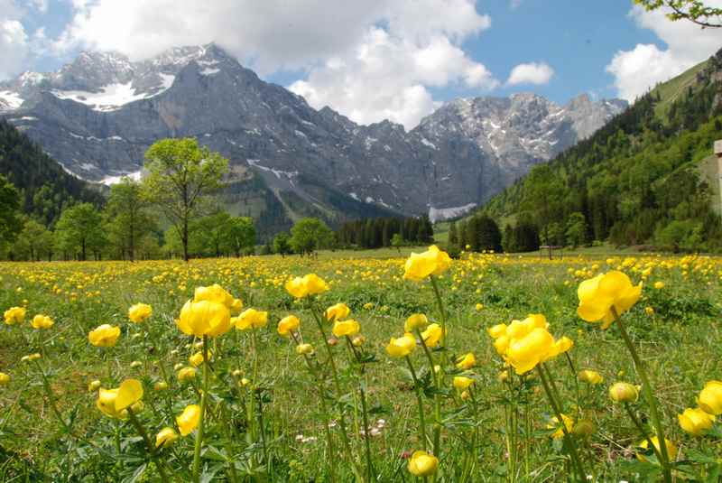 Dagegen ist im Frühling am Ahornboden der Farbrausch für Frühlingswanderungen