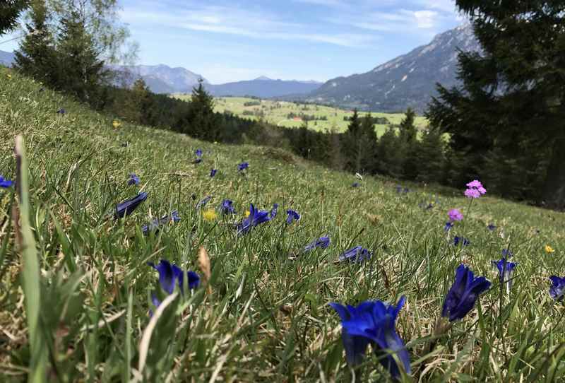 Frühlingswanderung von Mittenwald auf den Kranzberg