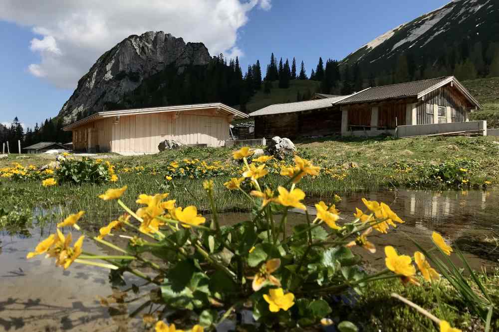 Der Frühling lässt die Blumen bei der Pasillalm im satten Gelb erstrahlen