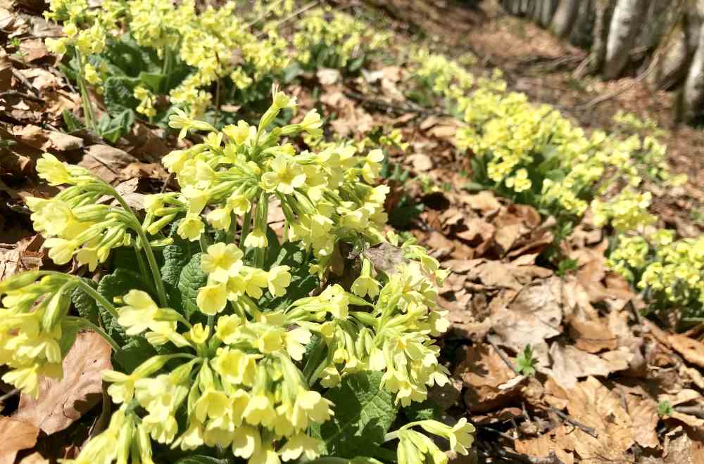 Das mag ich am Frühling: Die prächtigen Blumen am Wanderweg