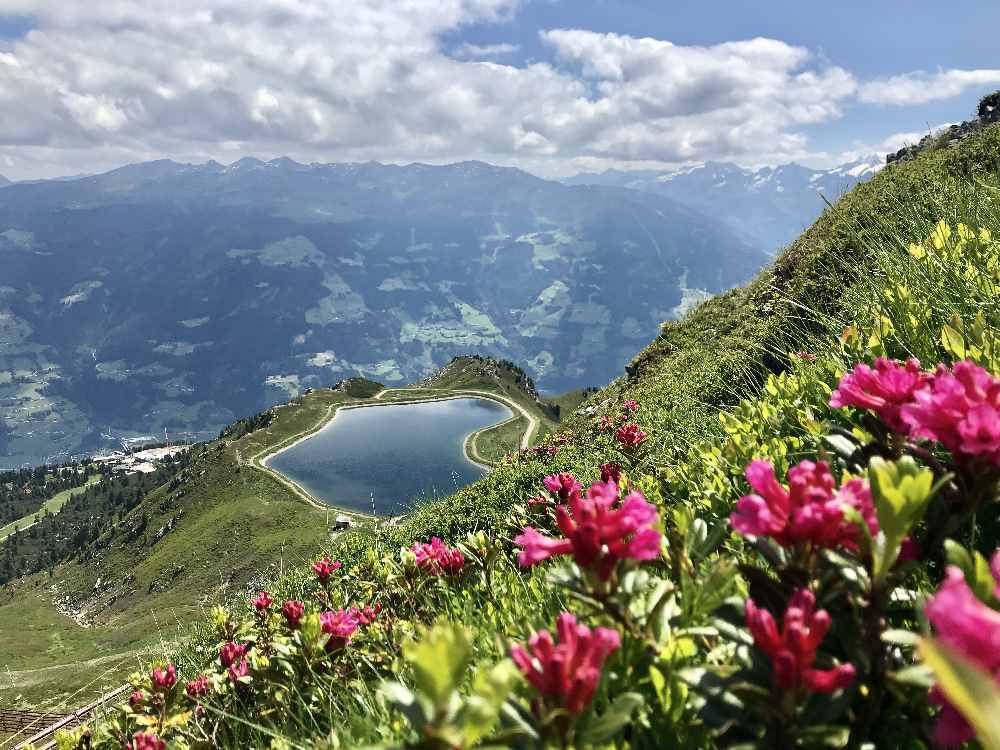 Die Almrosenblüte bei der Frühlingswanderung in den Tuxer Alpen erleben - ein Traum im Juni