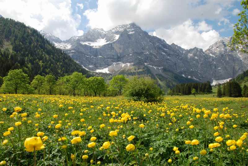 Frühlingswanderungen Karwendel - am Ahornboden die Trollblumen bewundern