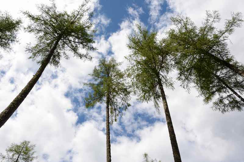 Das frische Grün der Lärchen am Vogelsangweg