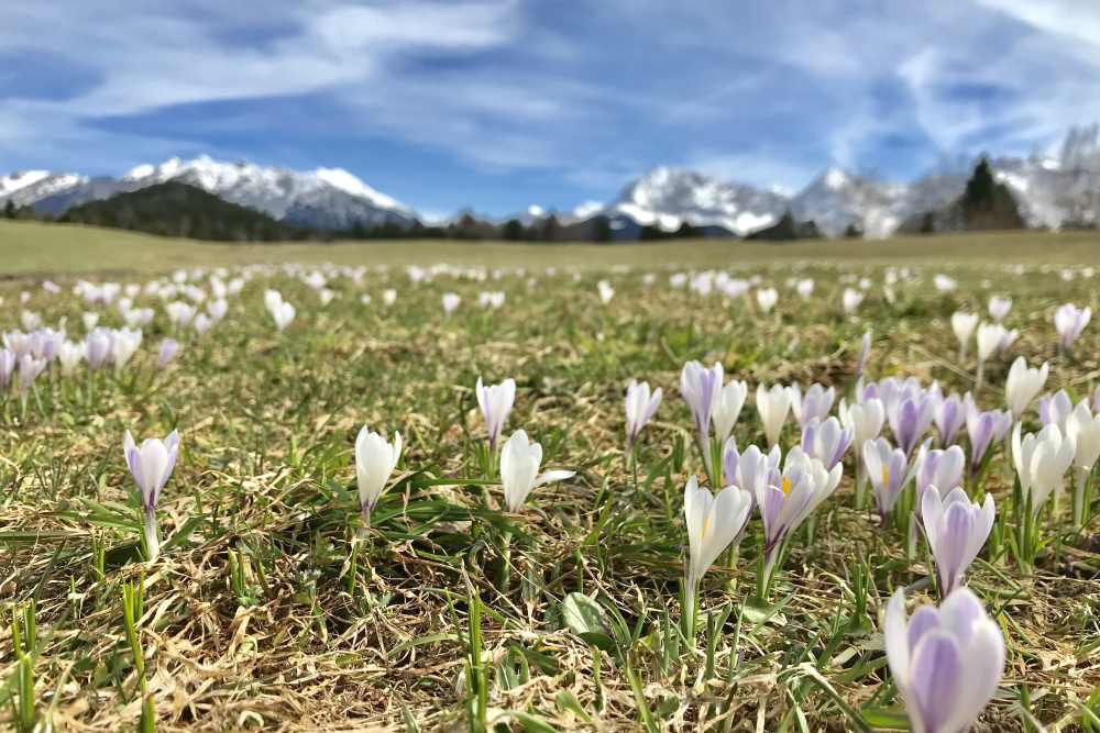 Meine Frühlingswanderung mit Krokussen und Blick zum Karwendelgebirge