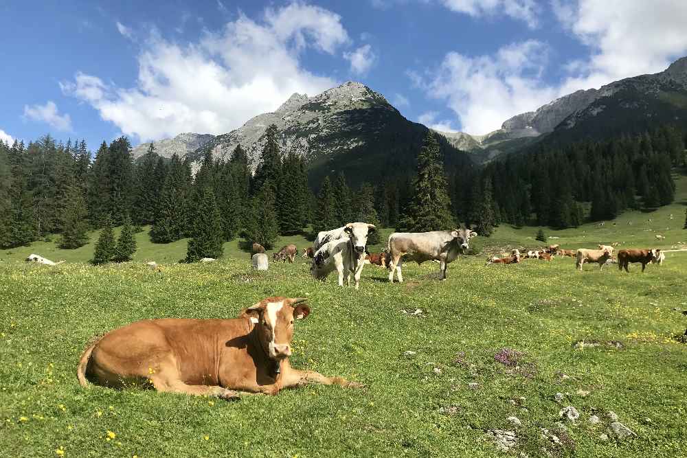 Auf der anderen Seite im Gaistal grasen die Kühe auf den Almwiesen