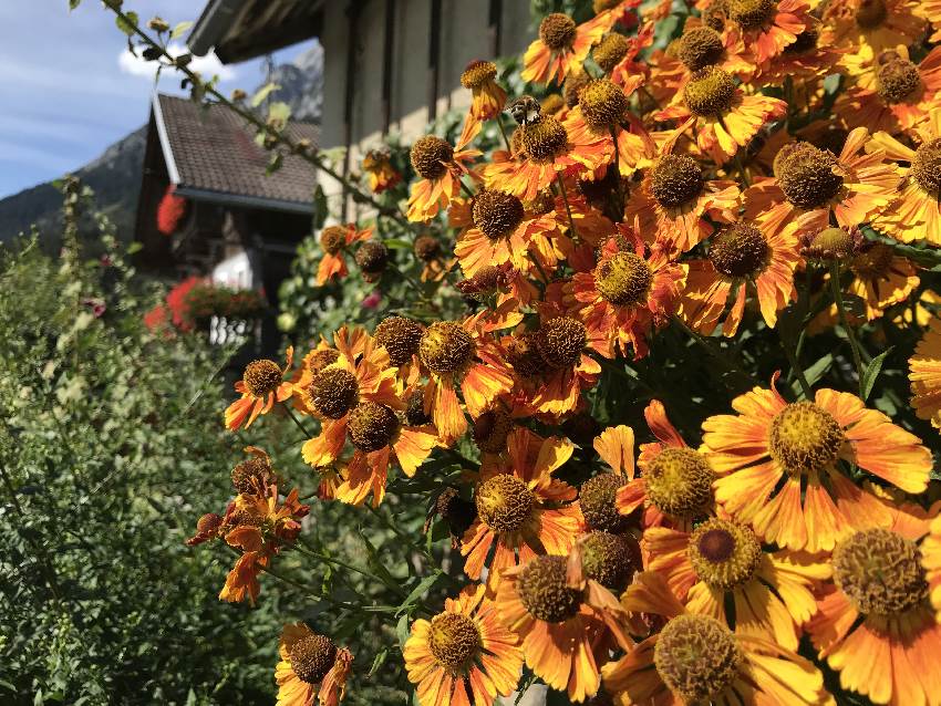 Im Sommer wachsen die Blumen vor den Bauernhäusern in Gnadenwald