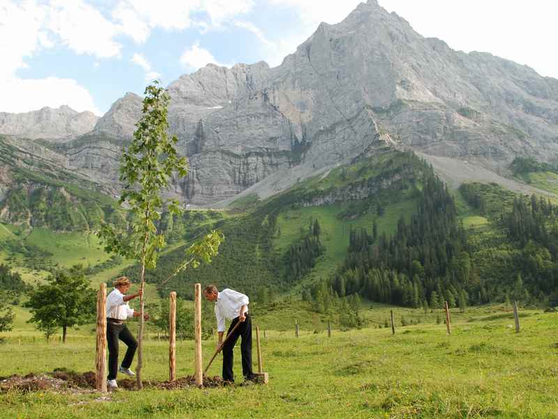 Der Hansi Hinterseer Baum - von Hansi Hinterseer selbst gepflanzt am Ahornboden bei der Engalm im Karwendel