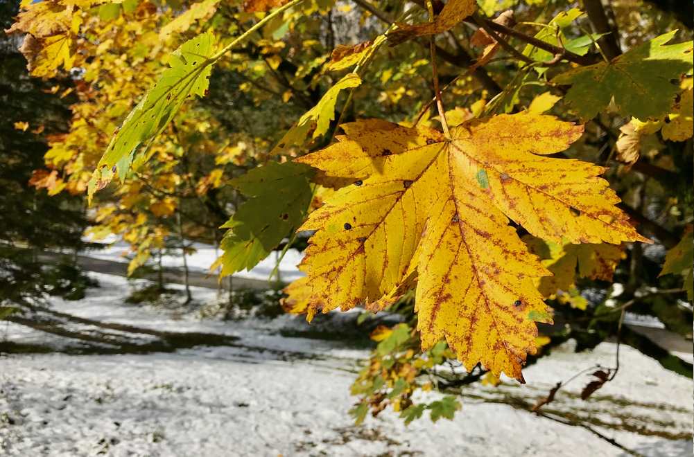 Herbstwanderung Achensee mit dem bunten Laub