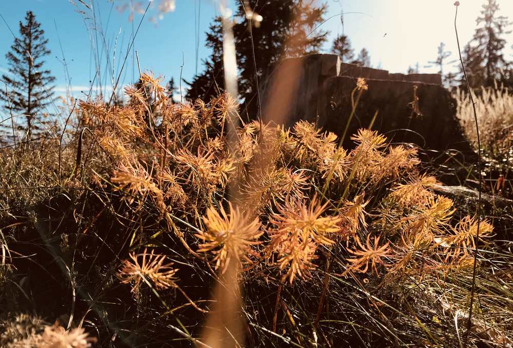 Die schönen Herbstfarben gefallen mir beim Wandern in Seefeld