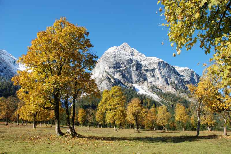 Die perfekte Herbstfärbung Ahornboden - goldgelbe Ahornbäume