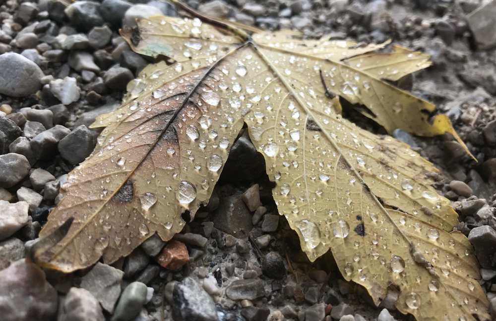 Herbstlich ist es und die Wassertropfen sind auf den bunten Ahornblättern