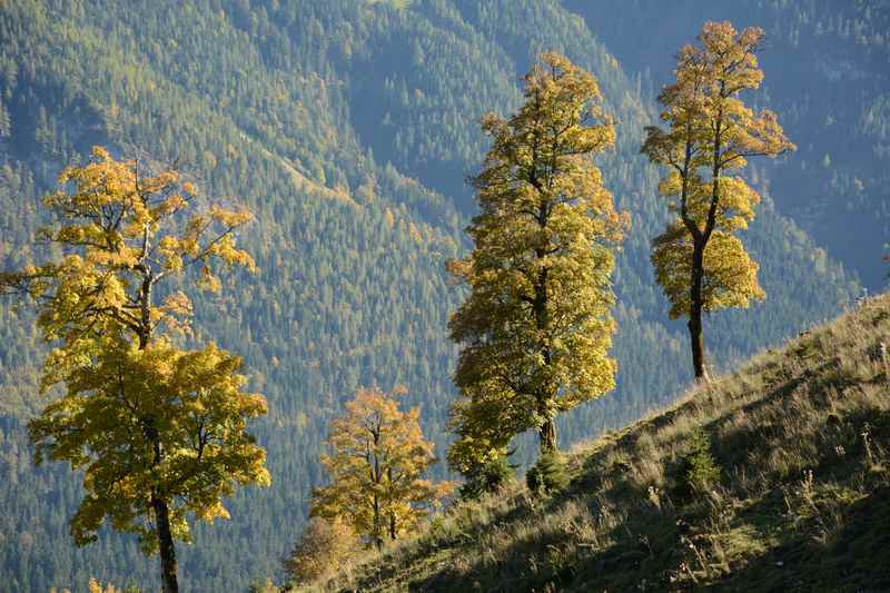 Herbsturlaub mit Kuchenbuffet: Im Wanderhotel und Biohotel Leutascherhof