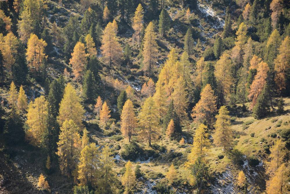  Diese Färbungen liebe ich im besonders beim Herbstwandern - wenn die "Lärchen brennen"  - im Oktober und November!