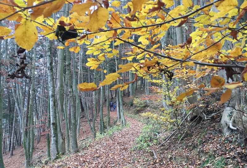 Sonnige Herbstwanderung mit dem bunten Laub im Karwendel