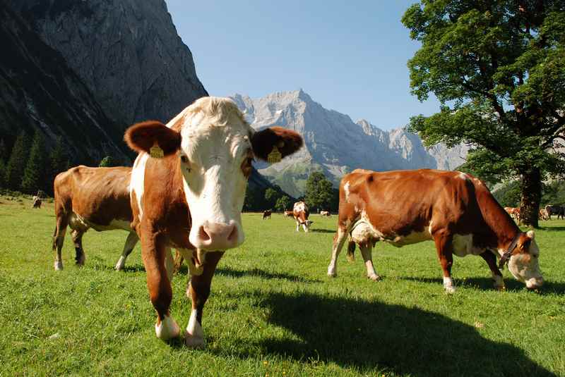 Von Hinterriss ist es nicht weit in die Eng zum bekannten Ahornboden mit den Kühen