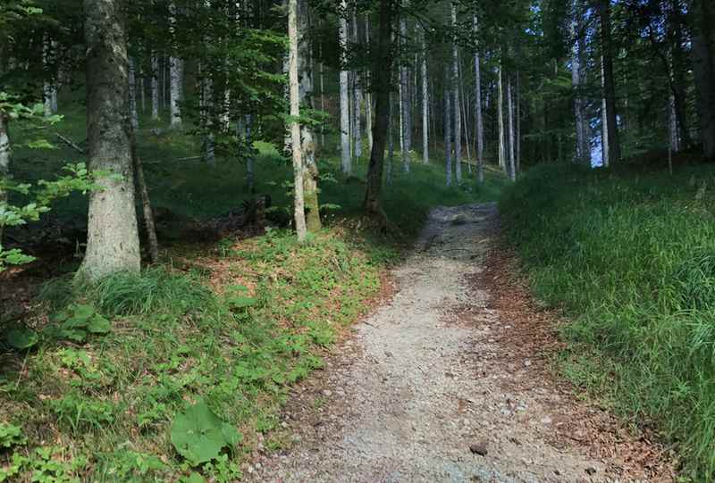 Das ist der Wandersteig durch den Wald in Richtung Gipfel 