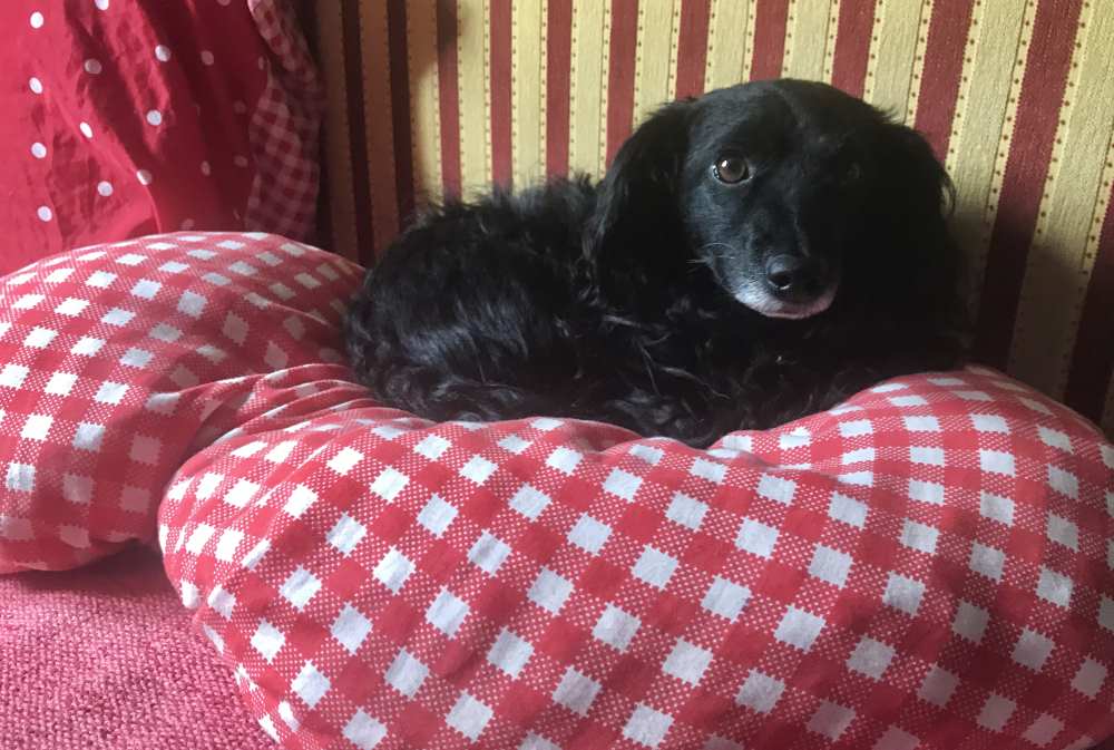 Hunde sind in der Wettersteinhütte willkommen - der Hüttenhund Gina fühlt sich auch wohl.