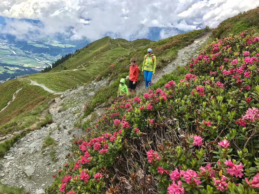 Alpenrosen Meer auf der Hüttentour: Am Inntaler Höhenweg zwischen 40.000 Almrosen wandern