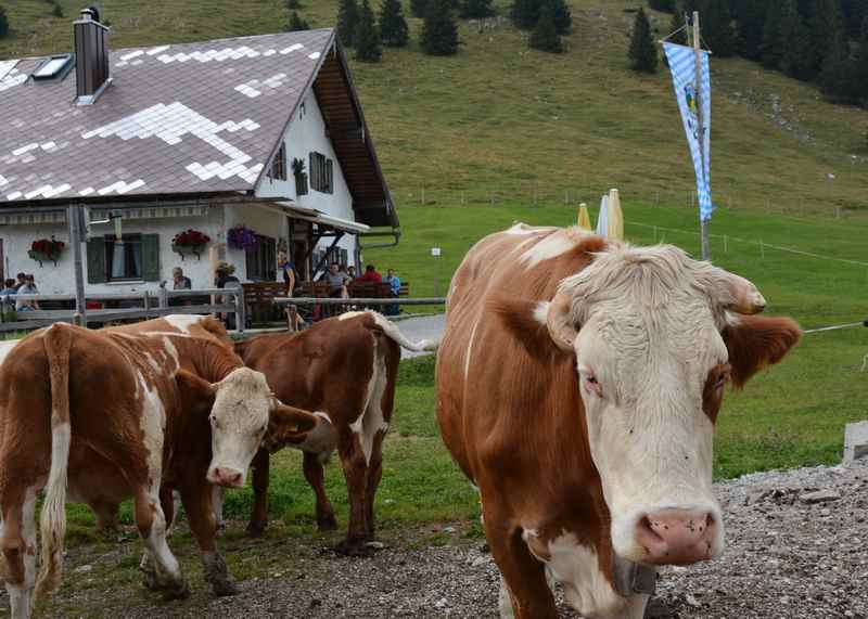 Jachenau wandern -  auf dem Jochberg: Eine einfache und beliebte Bergtour am Walchensee 