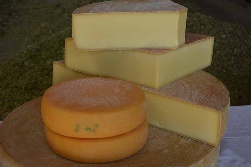 Die großen Käselaibe der Engalm Käserei - der hellere ist der Bergkäse, der orangefarbene ist der Tilsitter