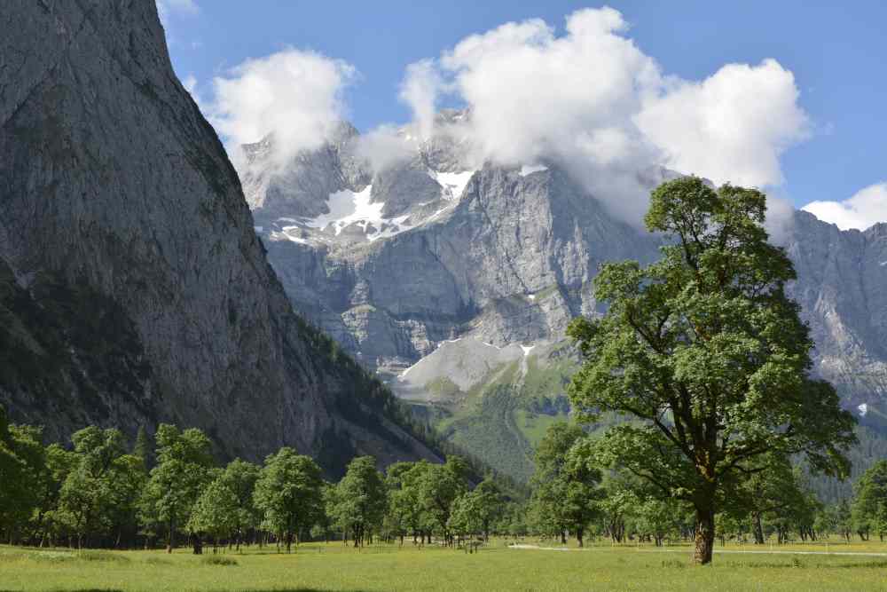 Die Eng im Sommer: Riesige Ahornbäume vor den Karwendel - Wänden