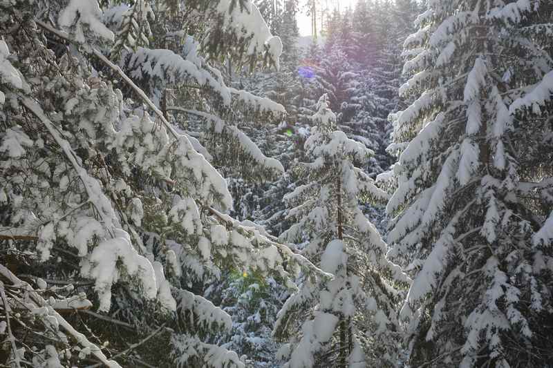 Und bei Neuschnee ist die Winterstimmung beim Winterwandern durch den Wald wunderbar