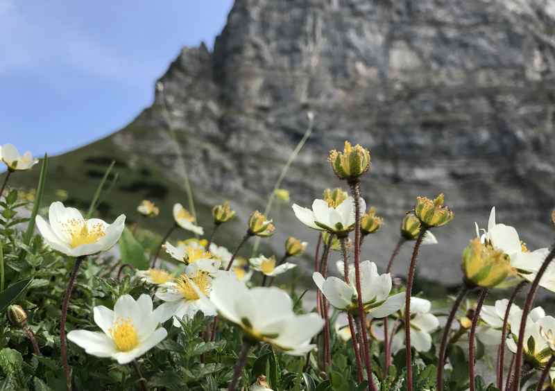 König Ludwig Karwendeltour: Am Hohljoch blühen im Sommer viele Bergblumen