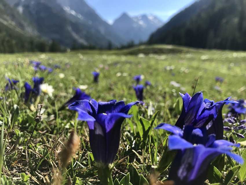 Die Karwendelrunde MTB Tour im Frühsommer mit den blauen Enzian am Wegesrand