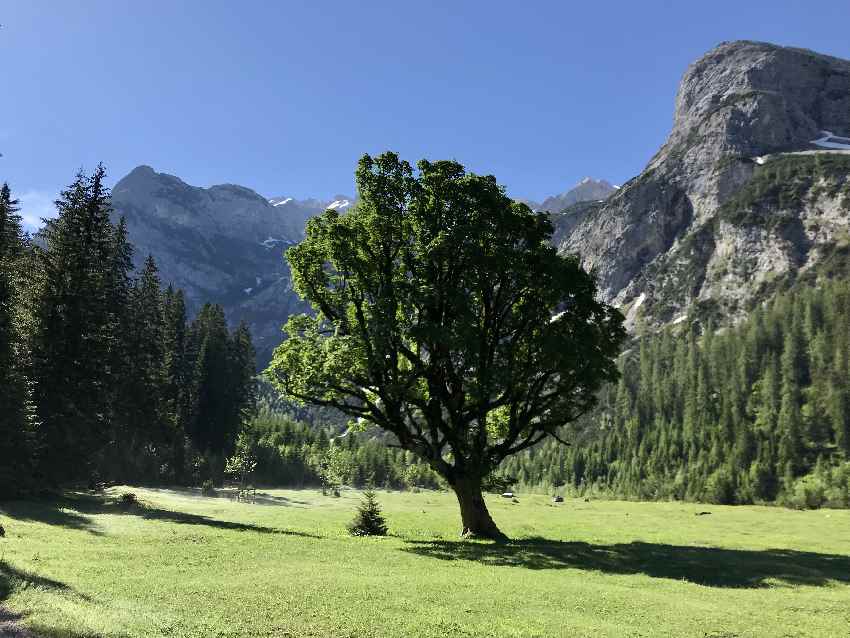 Ahornboden? - nein, dieser Baum steht im Karwendeltal Talgrund, vor dem Anstieg zur Hütte