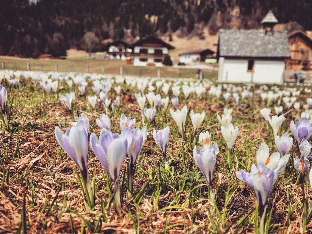 Geroldsee im März: So schön ist die Krokusblüte im Frühling