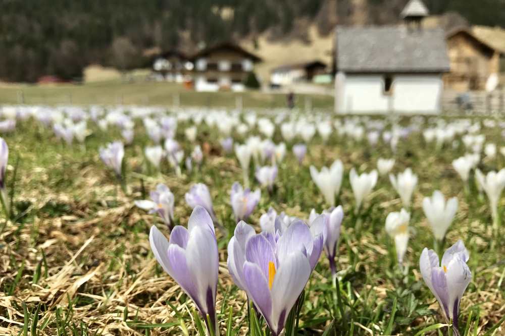 Krokusblüte im Karwendel: Das erste Meer an Krokussen auf dem Weg zum Geroldsee bei der Kapelle