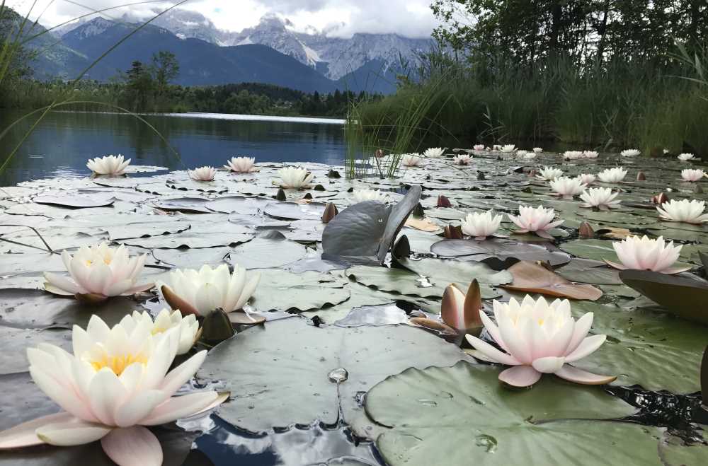 In Krün wandern zu den Seerosen am Barmsee