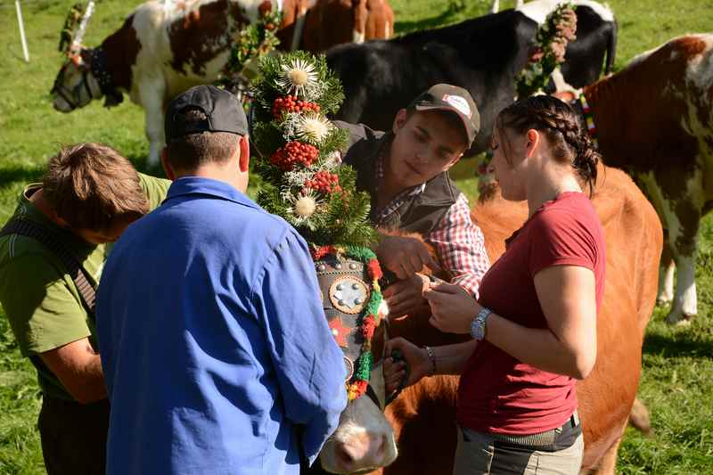 Das Aufbüscheln der Kühe für den Almabtrieb gehört zur Tradition im Karwendel