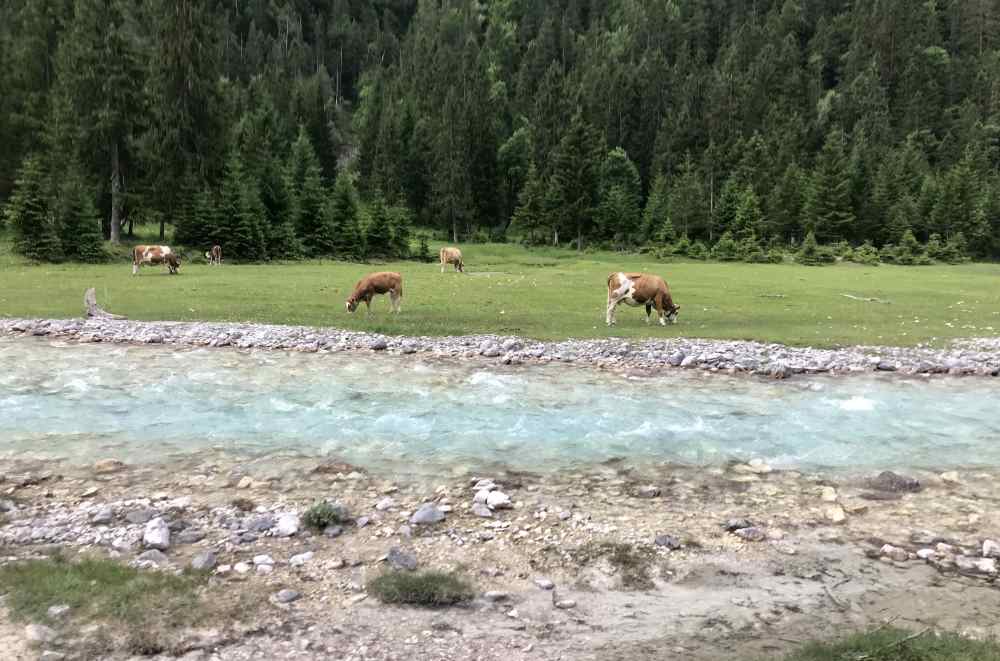 Grau, türkis, grün, braun: Die Kühe grasen neben der Isar - und bringen Farbe ins Bild