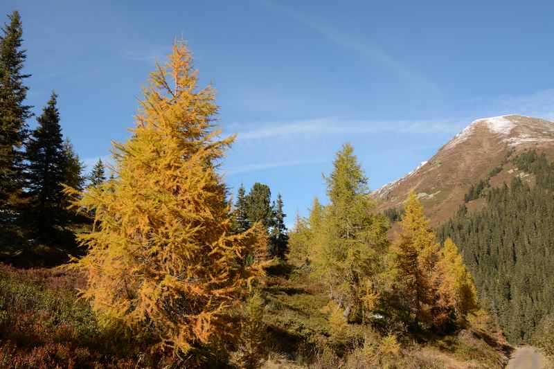 Die Lärche steht im Mittelpunkt beim Fotokurs rund um die Herbstfärbung