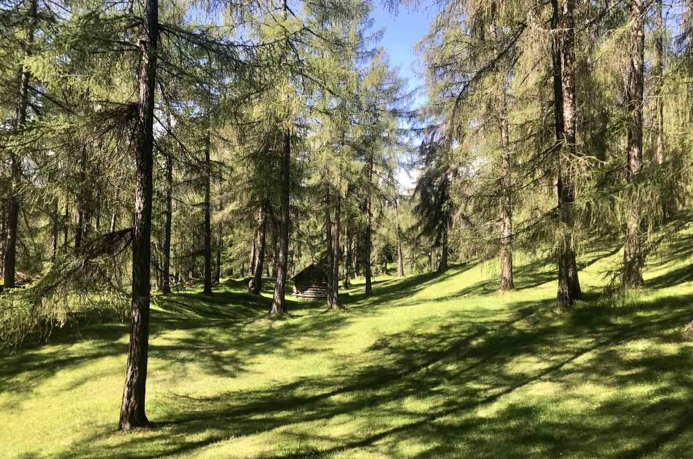 Danach fahre ich durch diesen schönen Lärchenwald - die Sonne und das frische Grün, herrlich!