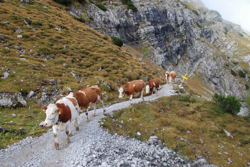 Im Herbst müssen die Kühe beim Almabtrieb vom Ahornboden über das Lamsenjoch