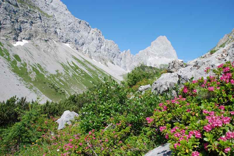 Durch das Stallental zur Lamsenjochhütte wandern, Almrosen im Karwendel