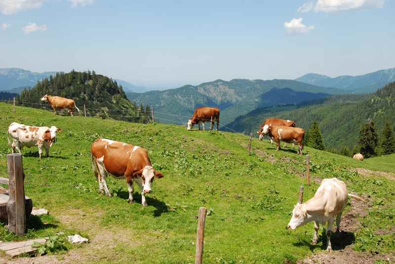 Von Lenggries wandern in Bayern: Auf dem Brauneck, zur Aueralm, Geigerstein und am Sylvensteinsee - oft gibt es Kühe neben dem Wanderweg zu sehen 