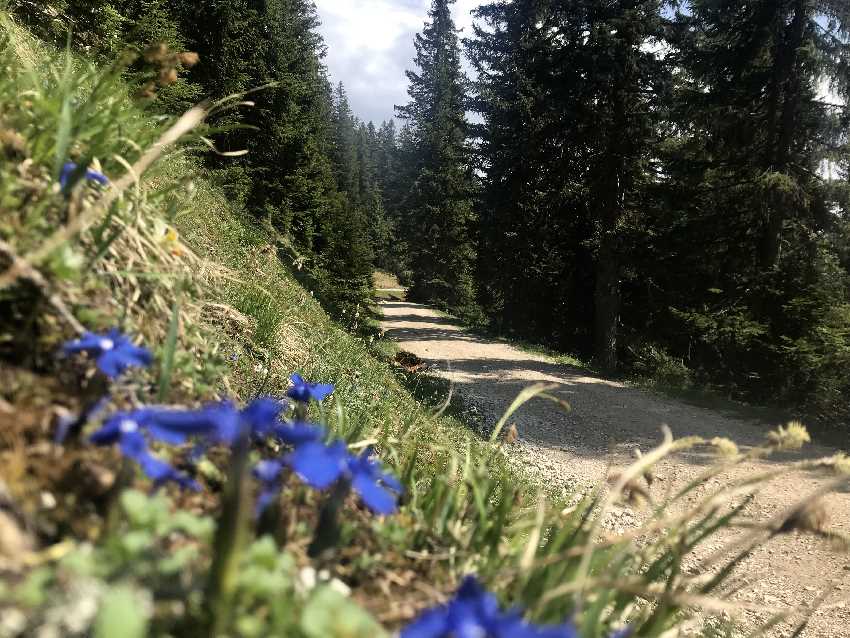 Das ist die flache Forststraße zur Wettersteinhütte