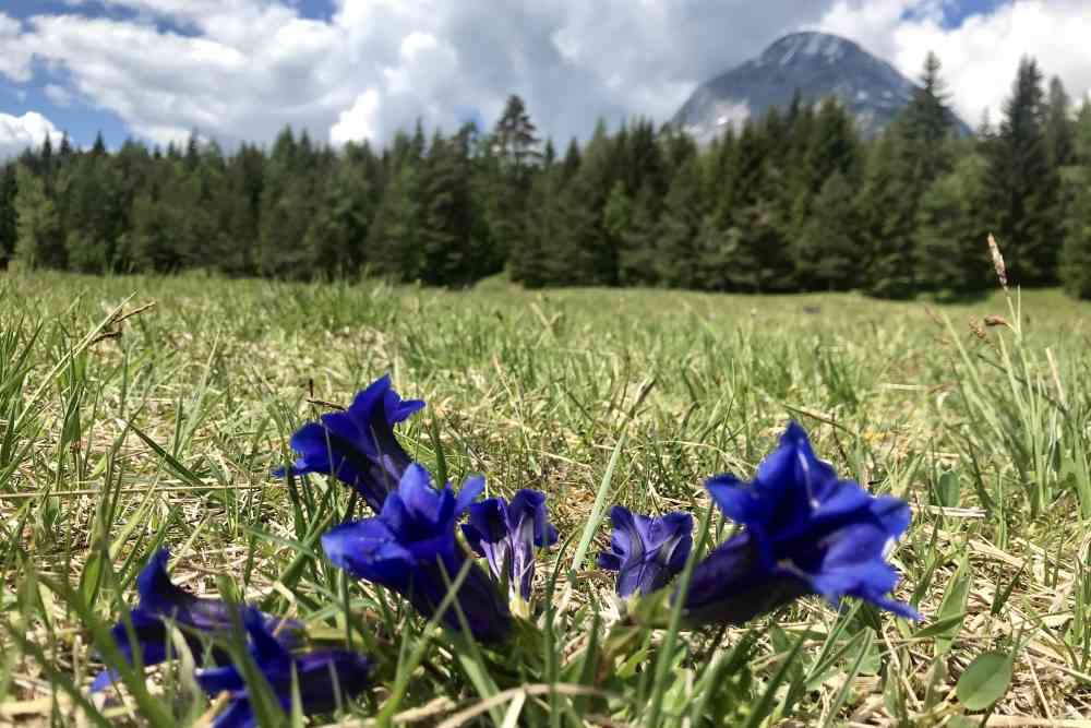 Im Mai blühen die Enzian am Lottensee, toll bei einer Frühlingswanderung in Tirol 