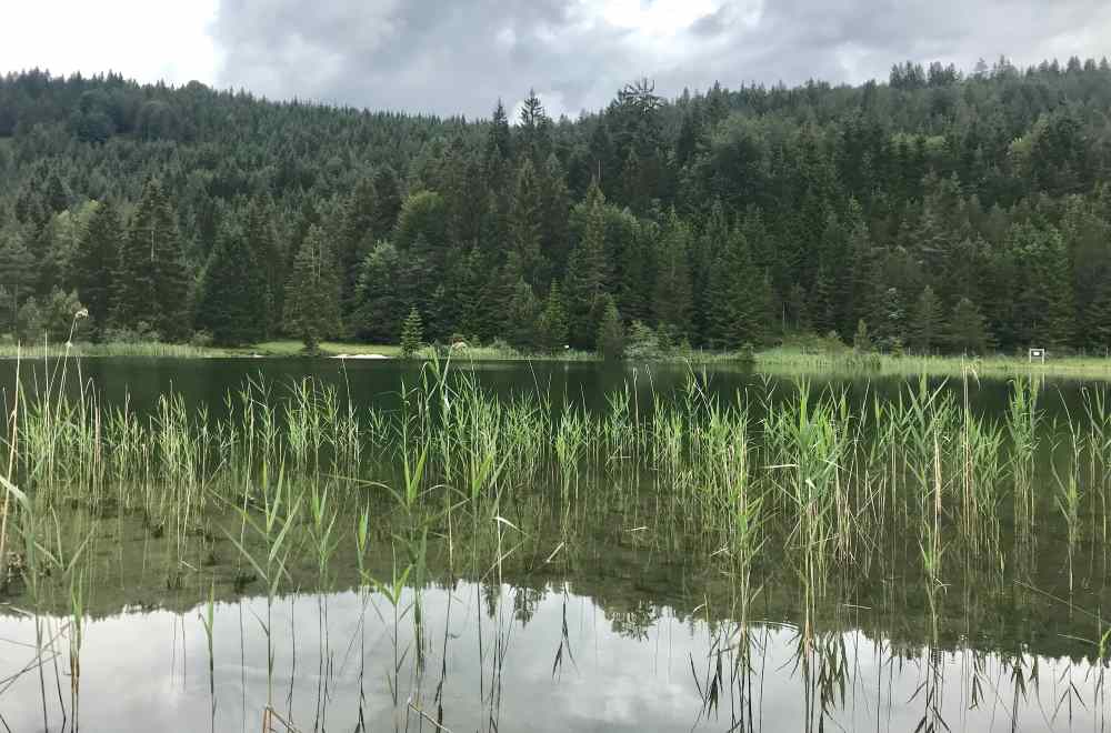Rund um den Luttensee wandern beim Karwendel mit dem Schilf im See