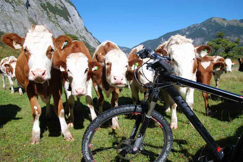 MTB Ahornboden? Die Kühe im Karwendel interessieren sich für´s Mountainbike