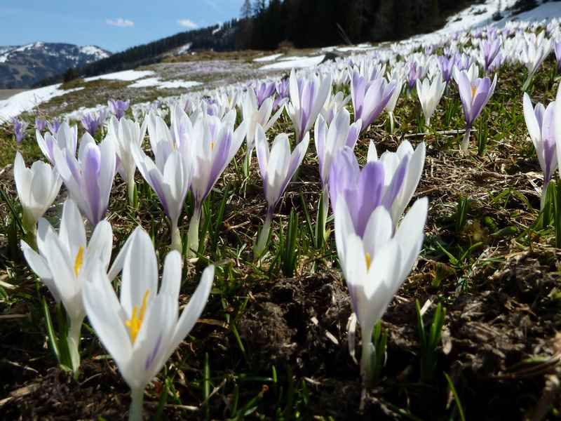 Eine besondere Blütenpracht - nur im Mai Urlaub auf den Bergen: Hänge voll von Krokussen und auch Schlüsselblumen