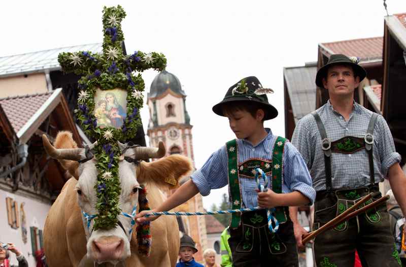 Die Kühe ziehen beim Almabtrieb durch den Ort Mittenwald mit den traditionellen Häusern samt Lüftlmalerei, Foto: Alpenwelt Karwendel