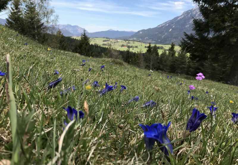 Das gefällt mir im Frühling: Über die Blumenwiesen wandern am Kranzberg in Mittenwald