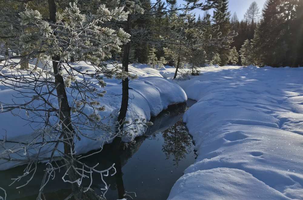 Besonders schön finde ich die Winterlandschaft im Moos 