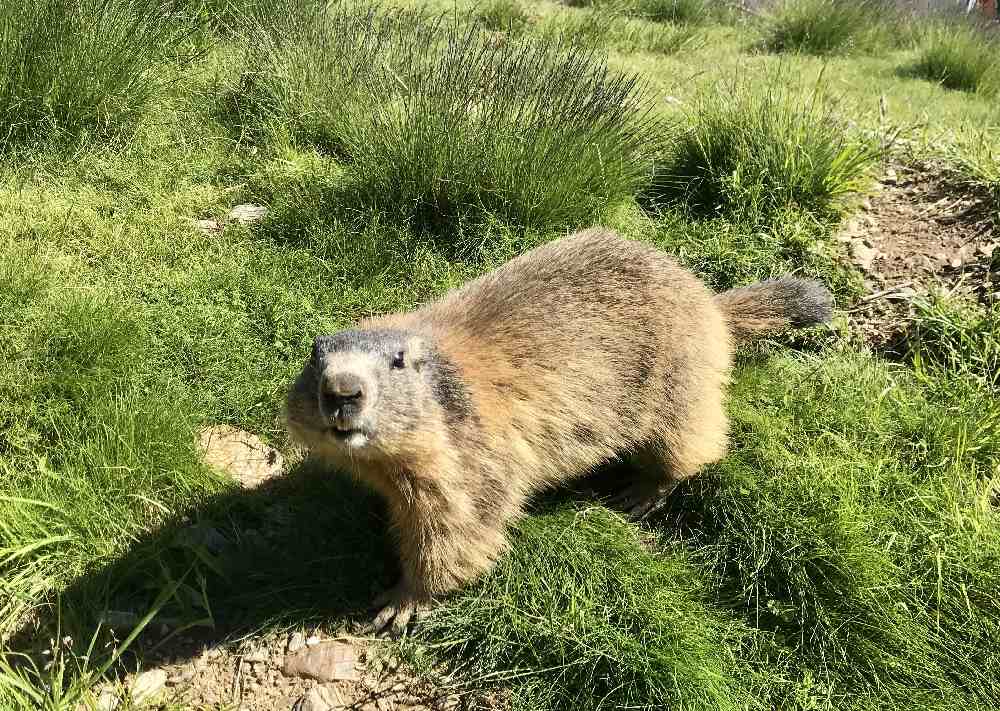 Murmeltiere hautnah erleben - das geht im Murmelland.