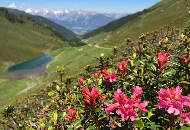 Zum Nafingsee mountainbiken auf dem Weg zum Geiseljoch, im Sommer blühen hier viele Almrosen, Blick auf das Karwendel