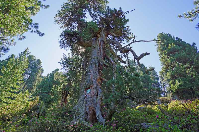 Der älteste Baum in Tirol: Zur Zirbe in den Tuxer Alpen wandern, Foto TVB Hall-Wattens.at